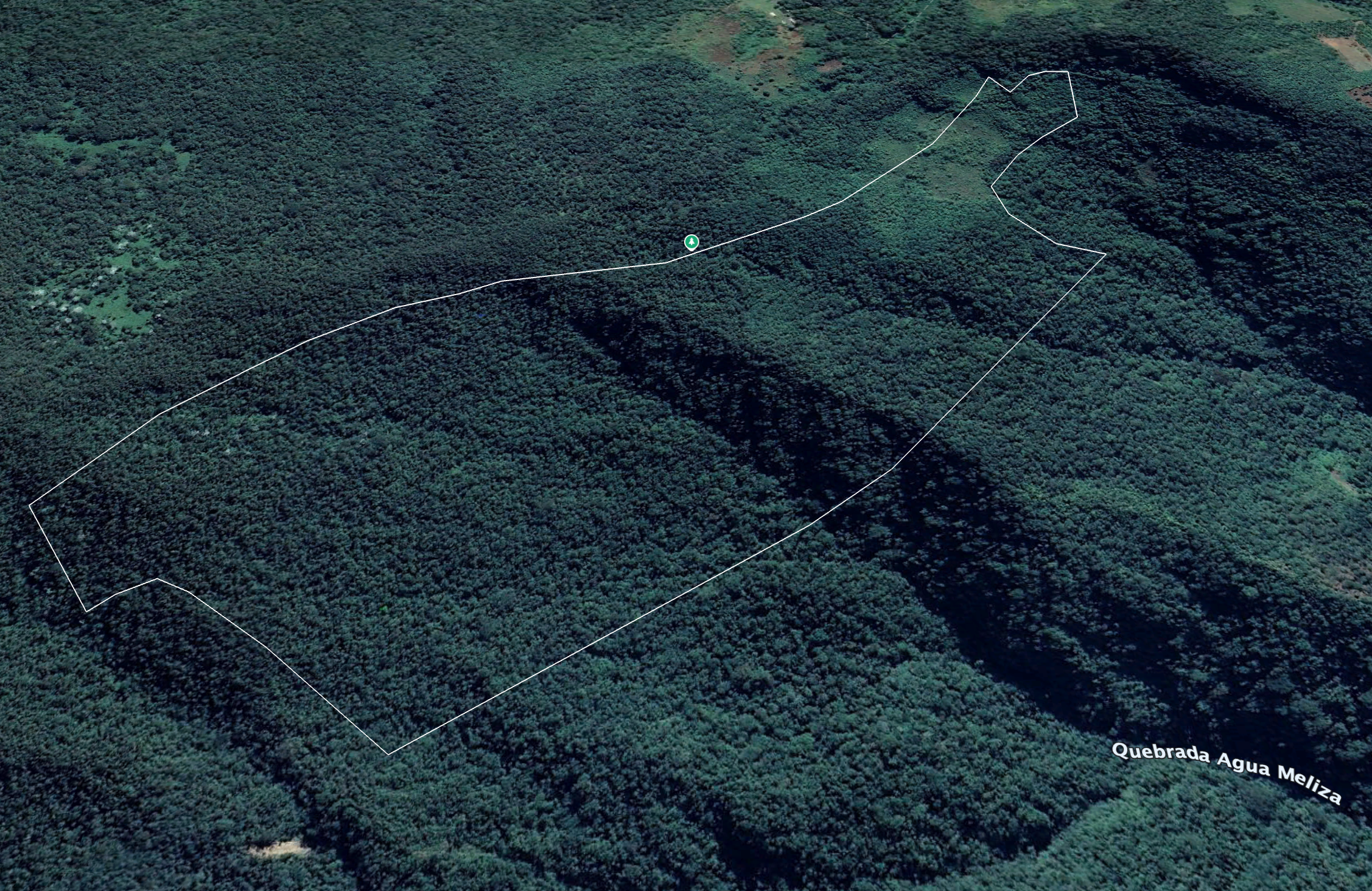 La Niebla Forest Map